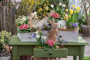 Daffodils (Narcissus) 'Sailboat', 'Tete a Tete', primroses, anemones, grape hyacinths in old drawers on the patio with Easter bunny and eggs