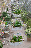 Grape hyacinths 'Mountain Lady', 'Alba' (Muscari) in etagere hanging on the terrace with Easter eggs and feathers