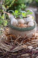 Hühnereier in Netztasche mit Eierschalen und Rettichpflanze (Raphanus), in großem Nest aus Zweigen