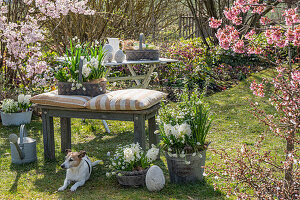 Hyazinthen (Hyacinthus), Märzenbechern, Traubenhyazinthen (Muscari) in Töpfen und Ostereiern im Garten vor blühenden Sträuchern mit Blutpflaume 'Nigra' und Hund