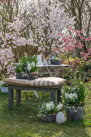 Hyazinthen (Hyacinthus), Märzenbechern, Traubenhyazinthen (Muscari) in Töpfen und Ostereiern im Garten vor blühenden Sträuchern mit Blutpflaume 'Nigra'