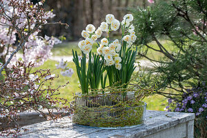 Strauß-Narzisse, Tazetten 'Bridal Crown' (Narcissus) in Blumentopf aus Glas auf Gartentisch vor Blütenzweigen