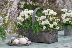 Coloured Easter eggs on a plate, dill and white primroses 'Frosty White' (Primula) in a raffia basket on a patio table