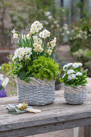 Narzisse 'Bridal Crown', Mutterkraut 'Aureum', Gänseblümchen (Bellis) und Primeln (Primula) in Töpfen auf Terrassentisch