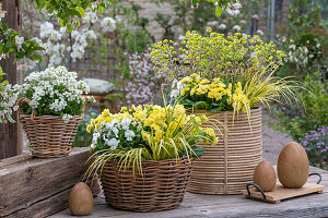 Primeln 'Goldie', Kalmus 'Ogon', Gänsekresse 'Alabaster', Wolfsmilch 'Ascot Rainbow', Hornveilchen in Blumenkörben mit Ostereierskulpturen auf der Terrasse