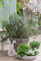 Hornveilchen (Viola cornuta), Rosmarin und Oregano in Töpfen und Weidenkorb mit Osterhasenfigur auf der Terrasse