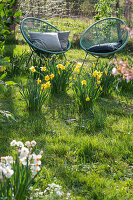 Daffodils (Narcissus) in the garden in front of seating area with Acapulco armchairs