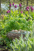 Picnic basket with eggs in the herb bed in front of tulips (Tulipa)