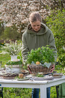 Young woman places wicker basket with parsley (Petroselinum) and colored Easter eggs on laid table for Easter breakfast with Easter nest and bouquet of flowers