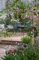 Zwergflieder 'Palibin', Blutpflaume 'Nigra', Tulpen, Marokkomargerite, Vergissmeinnicht und Kräuter im Blumenbeet, Osterkranz am Zaun vor gedecktem Tisch auf Terrasse