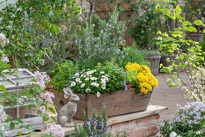 Primel 'Sunny Yellow', Gänseblümchen, Kerbel, Schnittlauch, Rosmarin, Dill, Oregano in Holzkasten mit Hasenfigur auf Mauer auf der Terrasse