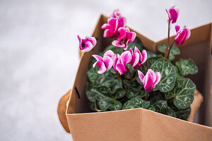 Cyclamen in paper bag