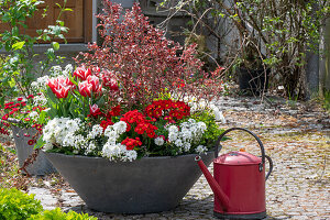Planted zinc bowl with spring flowers in the garden - bow flower 'Candy Ice', primroses 'Spring Bouquet', 'Frosty White', spurge 'Athene', Coprosma, tulips 'Siesta', daisies