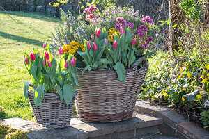 Colourful spring flowers and herbs in wicker pots in the garden - rosemary, 'Siesta' tulip, 'Winter Light', 'Winter Power' 'Lavender', 'Evening Crystal' bergenia, 'Goldie' primroses