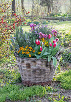 Colourful spring flower mix in a wicker basket in the garden - rosemary, tulip 'Siesta', gold lacquer 'Winter Light' 'Winter Power' 'Lavender', bergenia 'Abendkristall', primroses 'Goldie'
