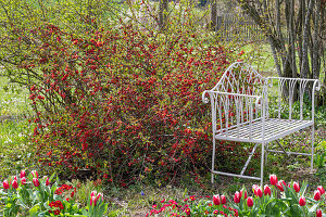 Blühende Zierquitte (Chaenomeles) hinter Tulpen 'Siesta' (Tulipa) im Gartenbeet