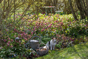 Blühende Lenzrosen (Helleborus Orientalis) im Gartenbeet mit Gießkanne, Werkzeugkorb und Hund