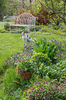Lungenkraut (Pulmonaria) und Wolfsmilch (Euphorbia polychroma) im Beet vor Gartenbank und Hund