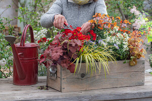 Blumenkasten mit Purpurglöckchen 'Cinnamon Glaze', 'Red Fury', Primel 'Spring Bouquet', Goldlack 'Winter Charme', 'Winter Flame', Hornveilchen 'Blue Moon', Acorus 'Ogon'