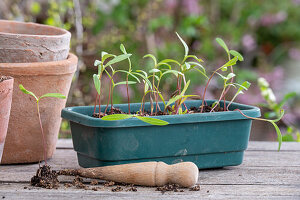 Young plants, ornamental basket (cosmea) young shoots in flower box