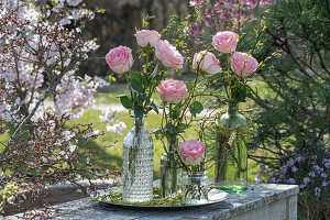 Long-stemmed pink roses (Rosa) in various vases on a patio table