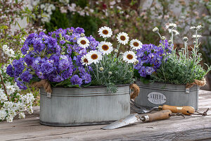 Morocco daisy (Leucanthemum) and purple primroses in metal tubs on the patio