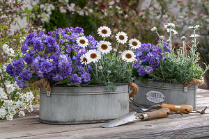 Marokko Margerite (Leucanthemum) und lila Primeln in Zinkwannen auf der Terrasse