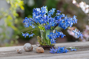 Blue star (Scilla), bouquet of flowers in a vase next to snail shells