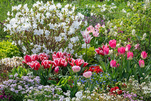 Tulips 'Angelique', 'Siesta', 'Holland Chic', ribbon flower 'Candy Ice', feather bush, forget-me-not, Japanese azalea, gold lacquer 'Winter Cream' in the garden
