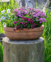 Horned violets (Viola Cornuta) and carnations (Dianthus) in a flower bowl on the patio