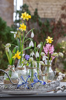 Traubenhyazinthe 'White Magic', Zwergiris 'Clairette', Schneeglöckchen, Narzissen 'Tete a Tete' und Windröschen in Blumenvasen auf der Terrasse