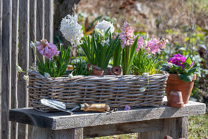 Hyazinthen (Hyacinthus) in Weidenkorb und Primeln (Primula) im Topf auf Holzbank