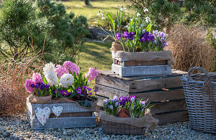 Krokus 'Pickwick' (Crocus), Schneeglöckchen (Galanthus Nivalis) und Hyazinthen (Hyacinthus) in Töpfen in Holzkiste auf der Terrasse