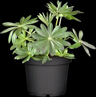 Lupinus polyphyllus 'Manhattan Lights'®