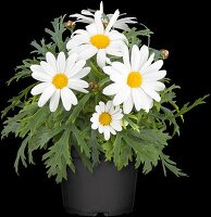 Argyranthemum frutescens