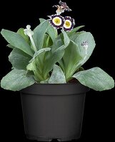 Primula auricula