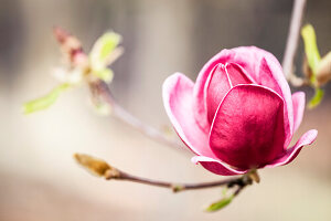 Magnolia 'Genie'®