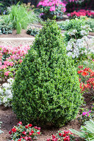 Buxus sempervirens var. arborescens, cone-shaped specimen