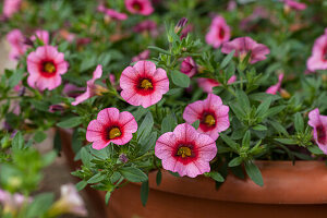 Calibrachoa 'MiniFamous' Red Eye