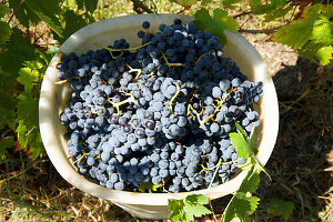 Frisch geerntete blaue Weintrauben