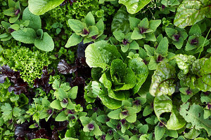 Various lettuces in the field (close-up)