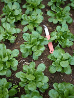 Lamb's lettuce in the field