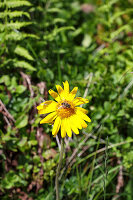 Arnica blossom