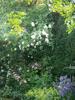 Clematis as underplanting for climbing roses, rose 'Climbing Iceberg'