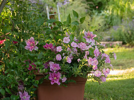 Clematis 'Vicki' zur Kübelbepflanzung, Petunien