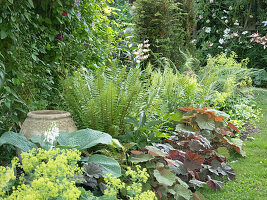 Alchemilla mollis (Lady's-mantle), Dryopteris wallichiana (fern), Heuchera villosa 'Brownies', hosta, decorative clay pot