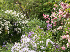 Climbing roses in white and pink