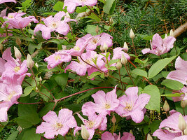 Clematis 'Comtesse de Bouchaud'