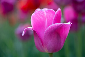 Rosa Tulpe, verschwommener Hintergrund