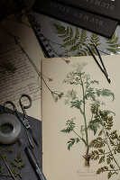 Herbarium with meadow chervil (Antriscus sylvestris)